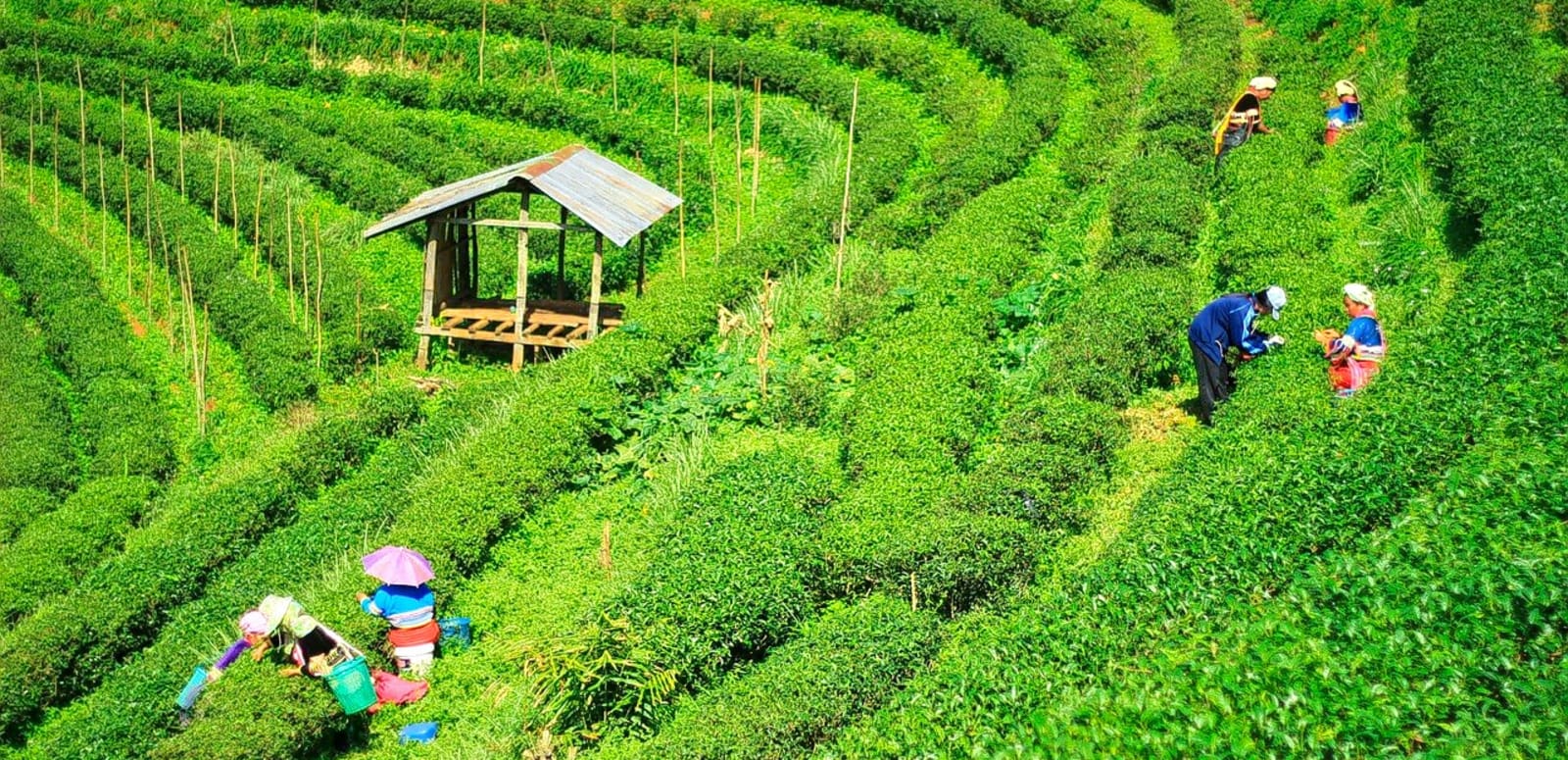 Darjeeling Tea Gardens
